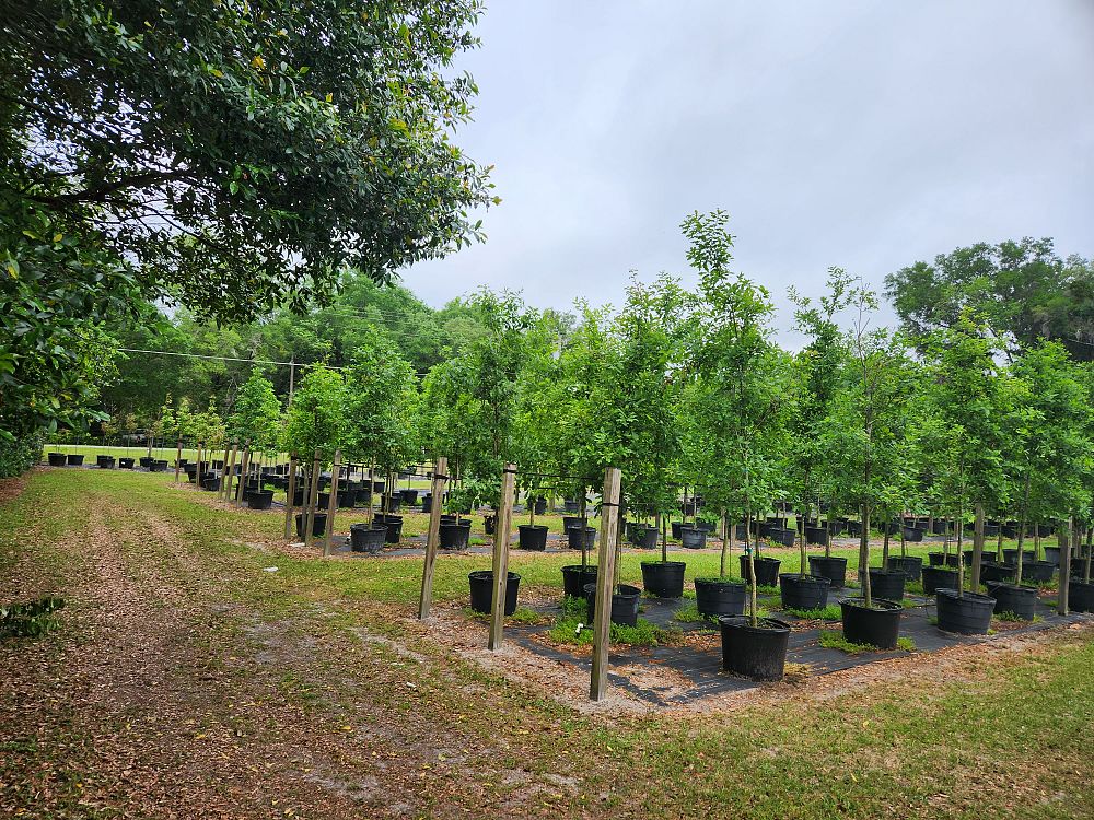 quercus-austrina-bluff-oak