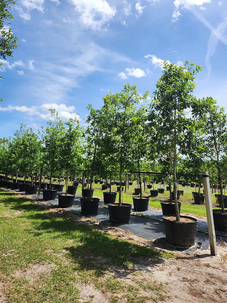 quercus-austrina-bluff-oak