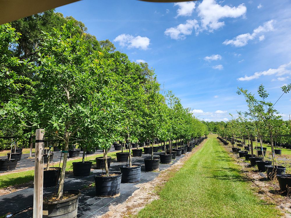 quercus-austrina-bluff-oak
