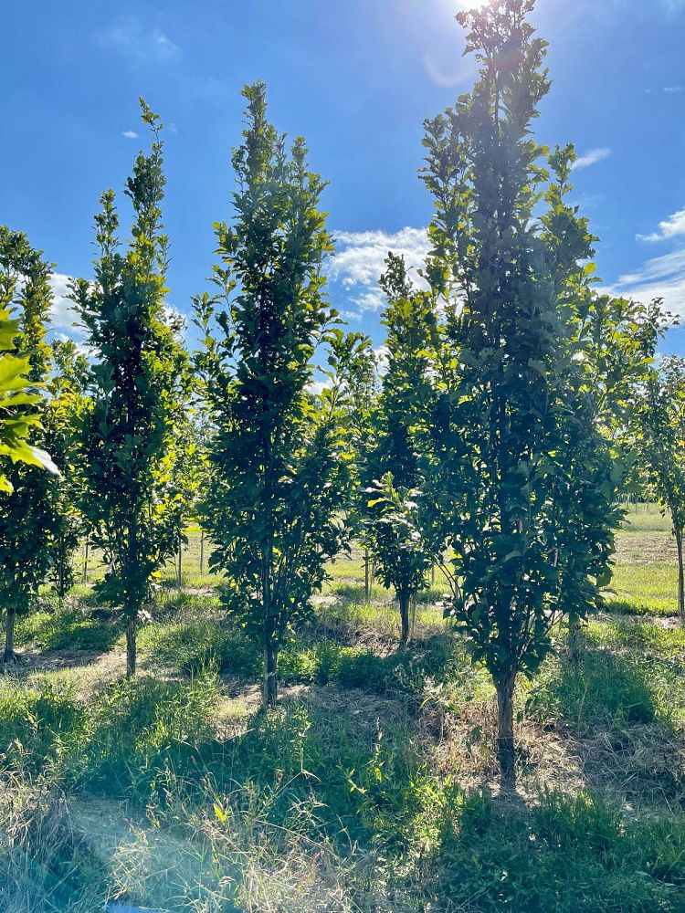 quercus-bicolor-bonnie-and-mike-beacon-reg-oak