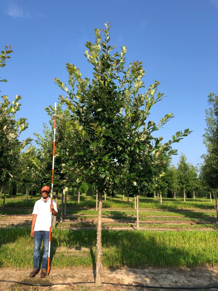 quercus-bicolor-green-nova-swamp-white-oak-sun-breaker