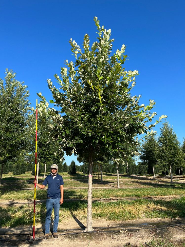 quercus-bicolor-green-nova-swamp-white-oak-sun-breaker