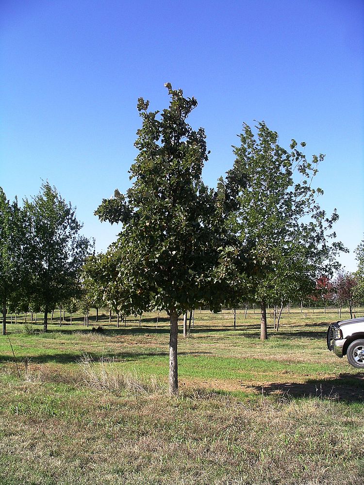 quercus-bicolor-swamp-white-oak