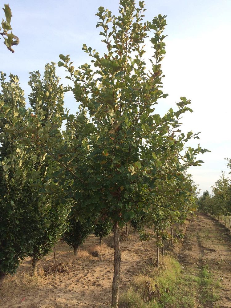 quercus-bicolor-swamp-white-oak