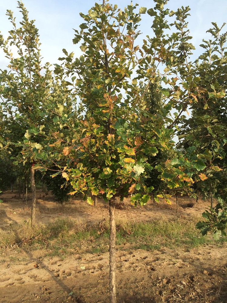 quercus-bicolor-swamp-white-oak