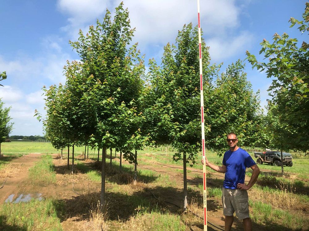 quercus-bicolor-swamp-white-oak