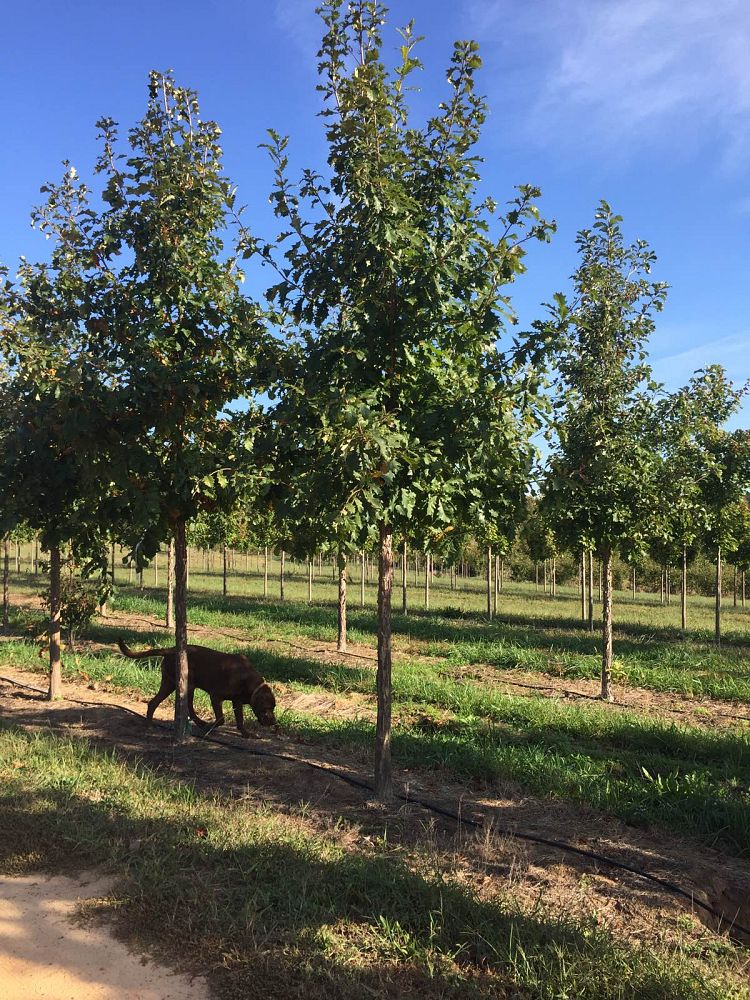 quercus-bicolor-swamp-white-oak
