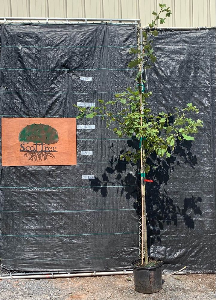 quercus-bicolor-swamp-white-oak