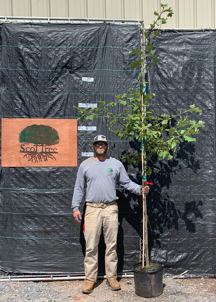 quercus-bicolor-swamp-white-oak
