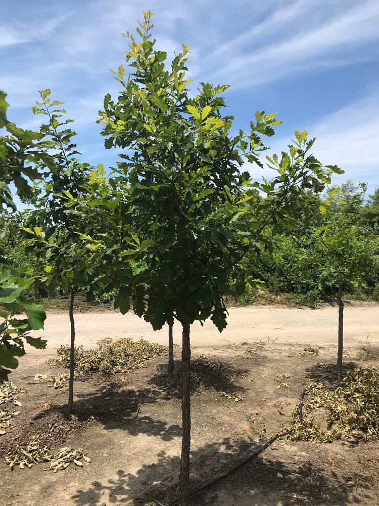 quercus-bicolor-swamp-white-oak