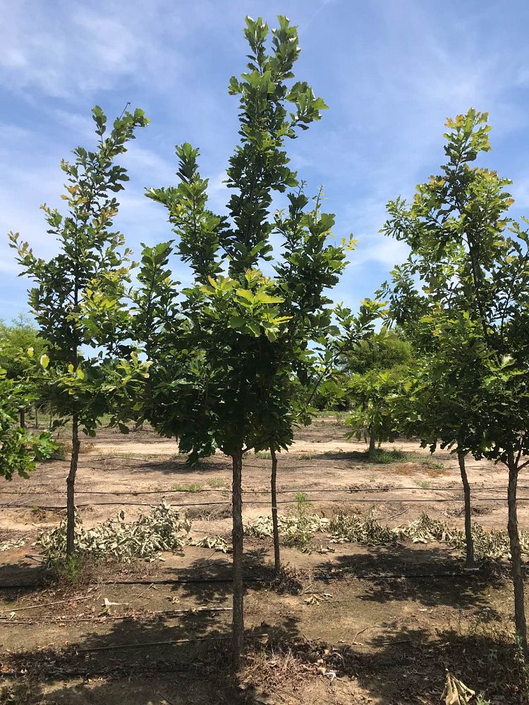 quercus-bicolor-swamp-white-oak