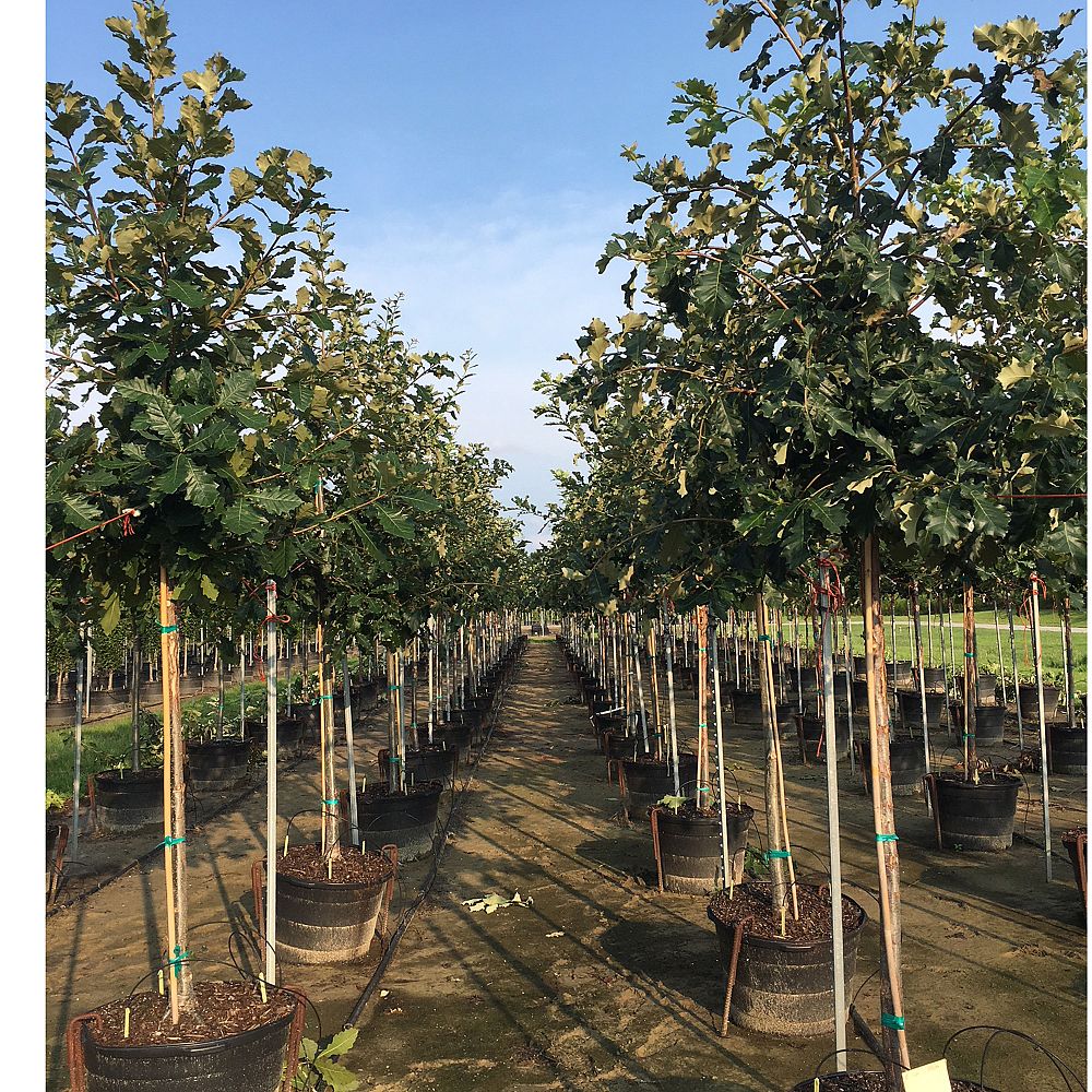 quercus-bicolor-swamp-white-oak