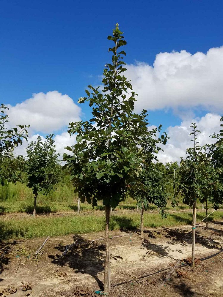 quercus-bicolor-swamp-white-oak