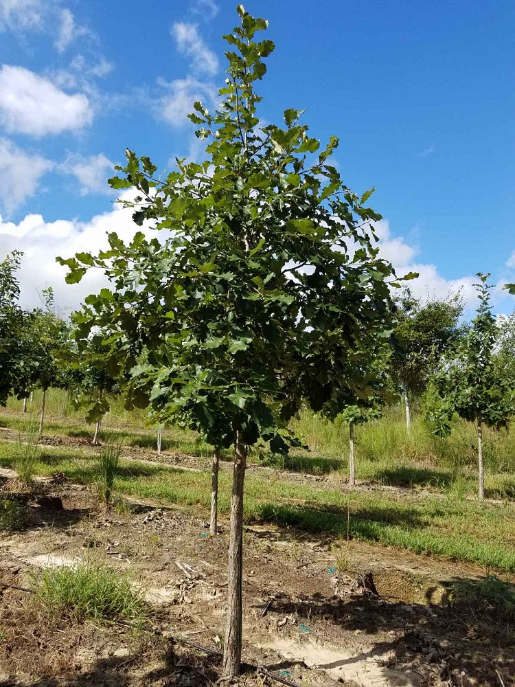quercus-bicolor-swamp-white-oak