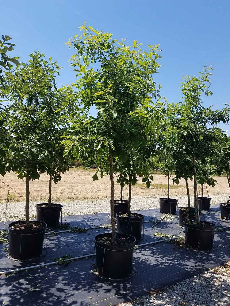quercus-bicolor-swamp-white-oak