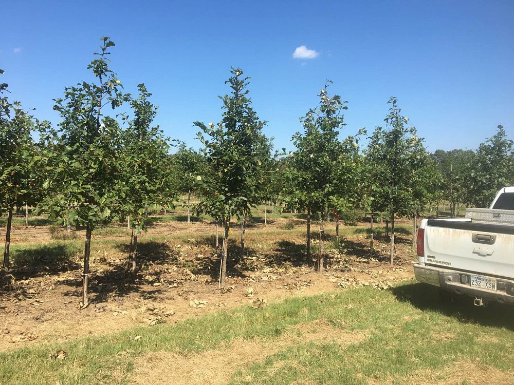 quercus-bicolor-swamp-white-oak