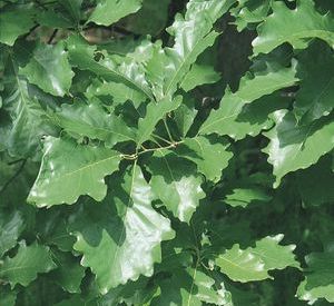 quercus-bicolor-swamp-white-oak