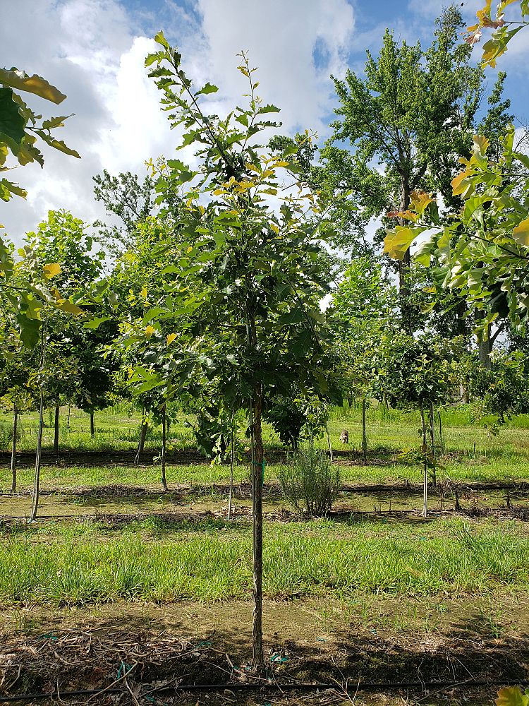 quercus-bicolor-swamp-white-oak