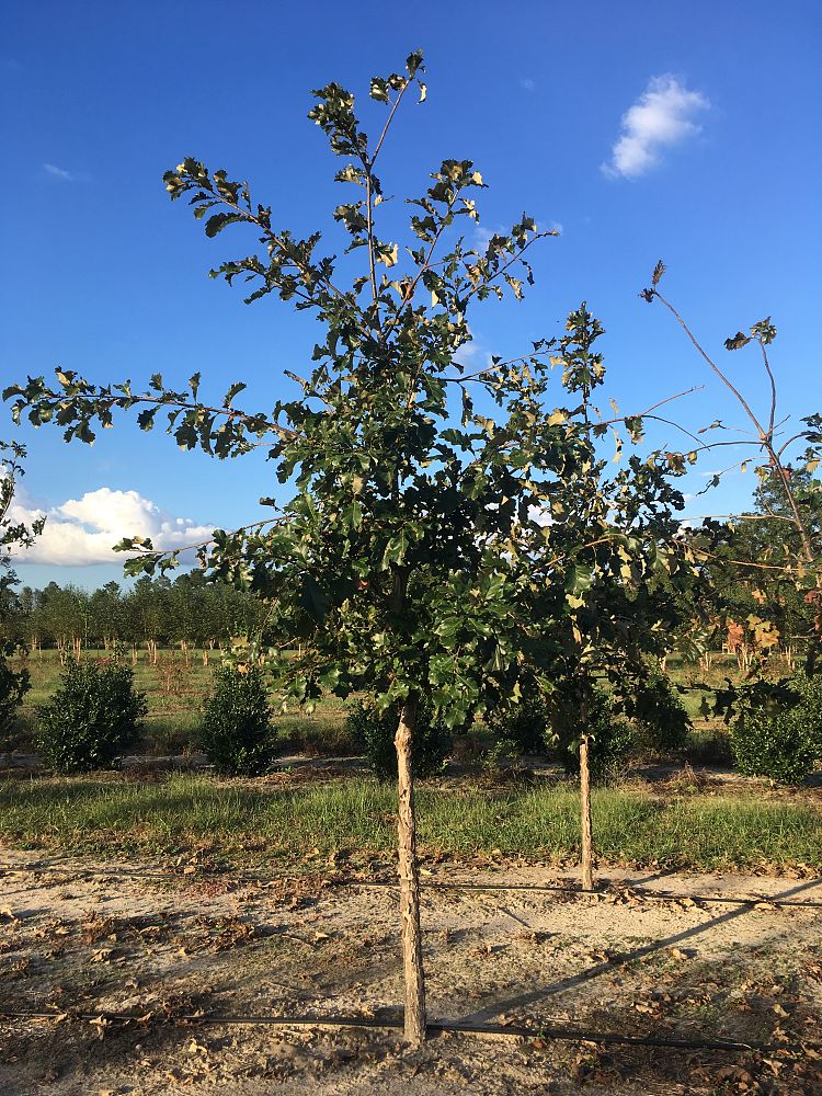 quercus-bicolor-swamp-white-oak