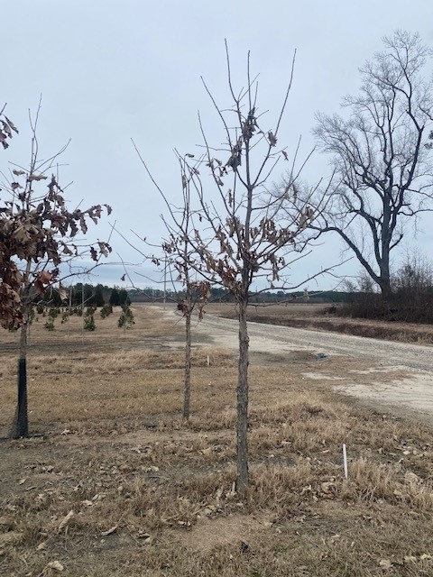 quercus-bicolor-swamp-white-oak