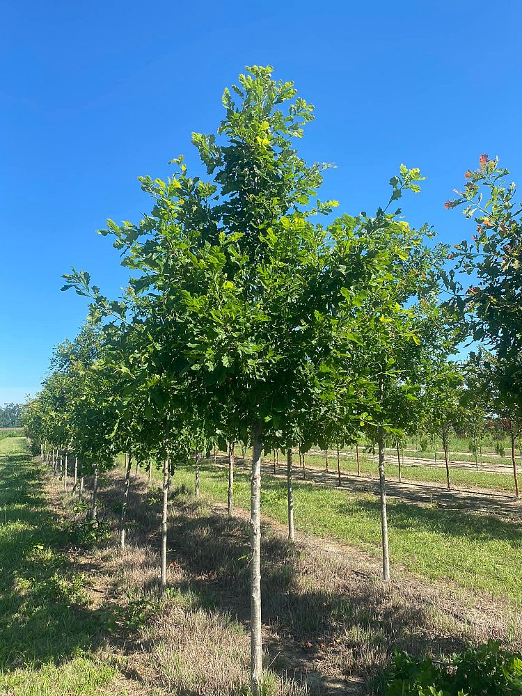 quercus-bicolor-swamp-white-oak
