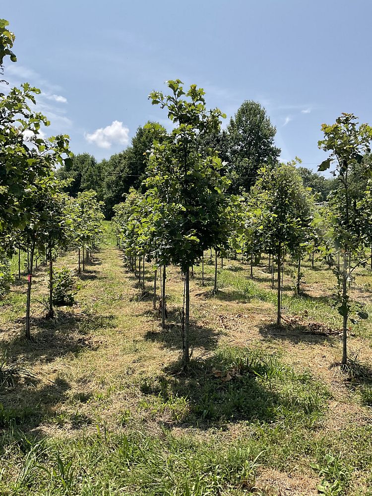 quercus-bicolor-swamp-white-oak