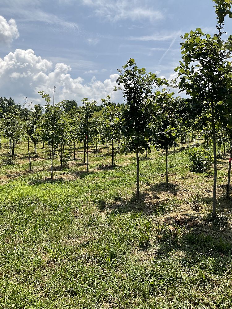quercus-bicolor-swamp-white-oak