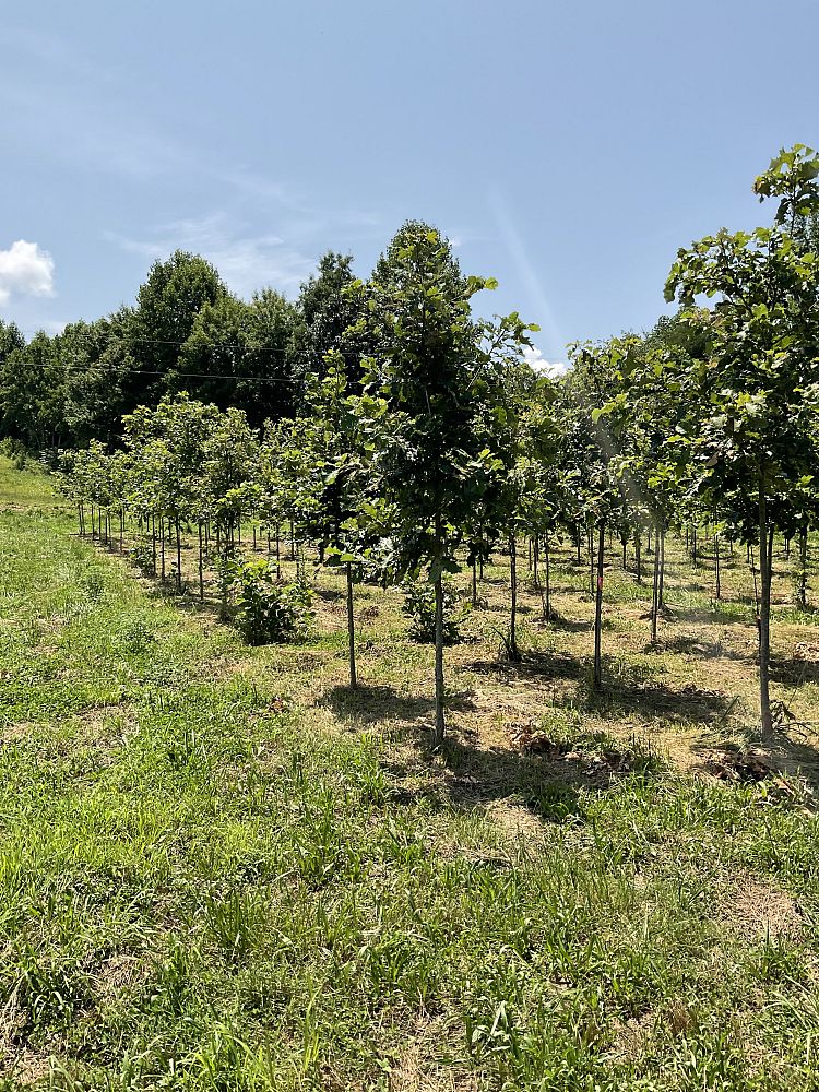 quercus-bicolor-swamp-white-oak