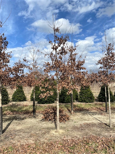 quercus-bicolor-swamp-white-oak