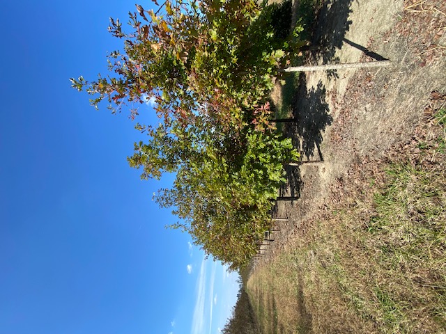 quercus-bicolor-swamp-white-oak