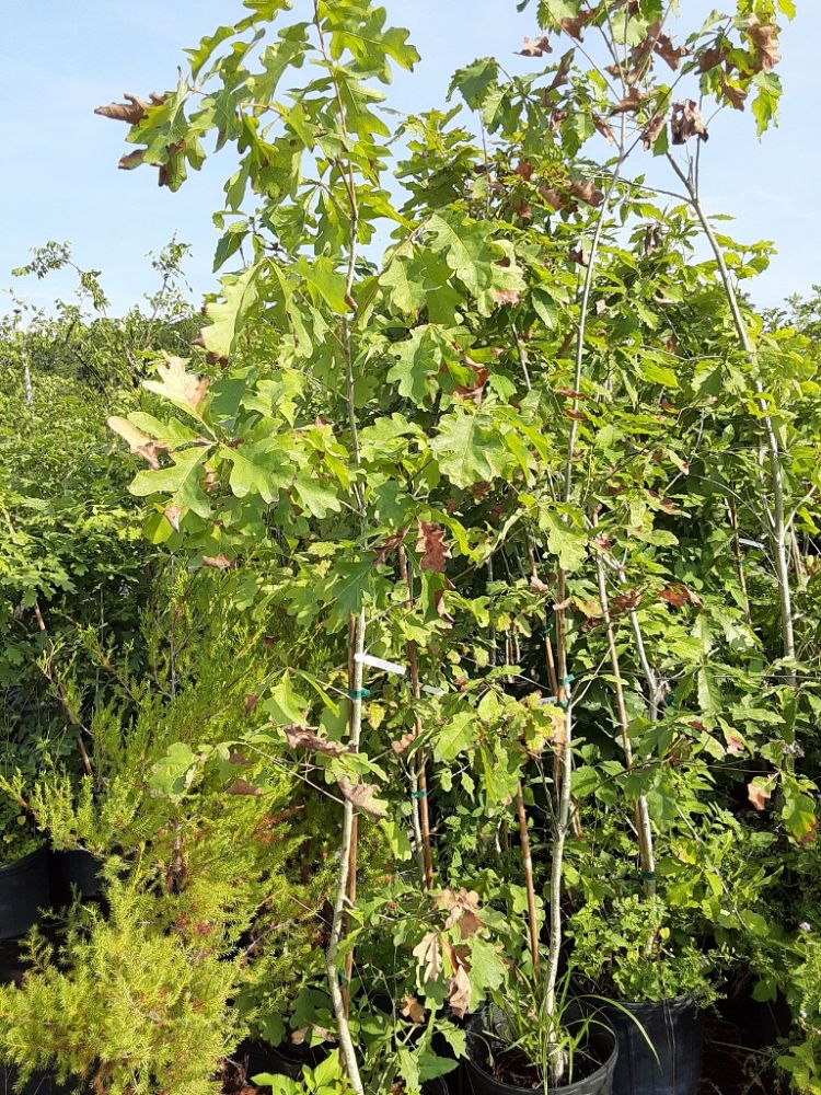 quercus-bicolor-swamp-white-oak