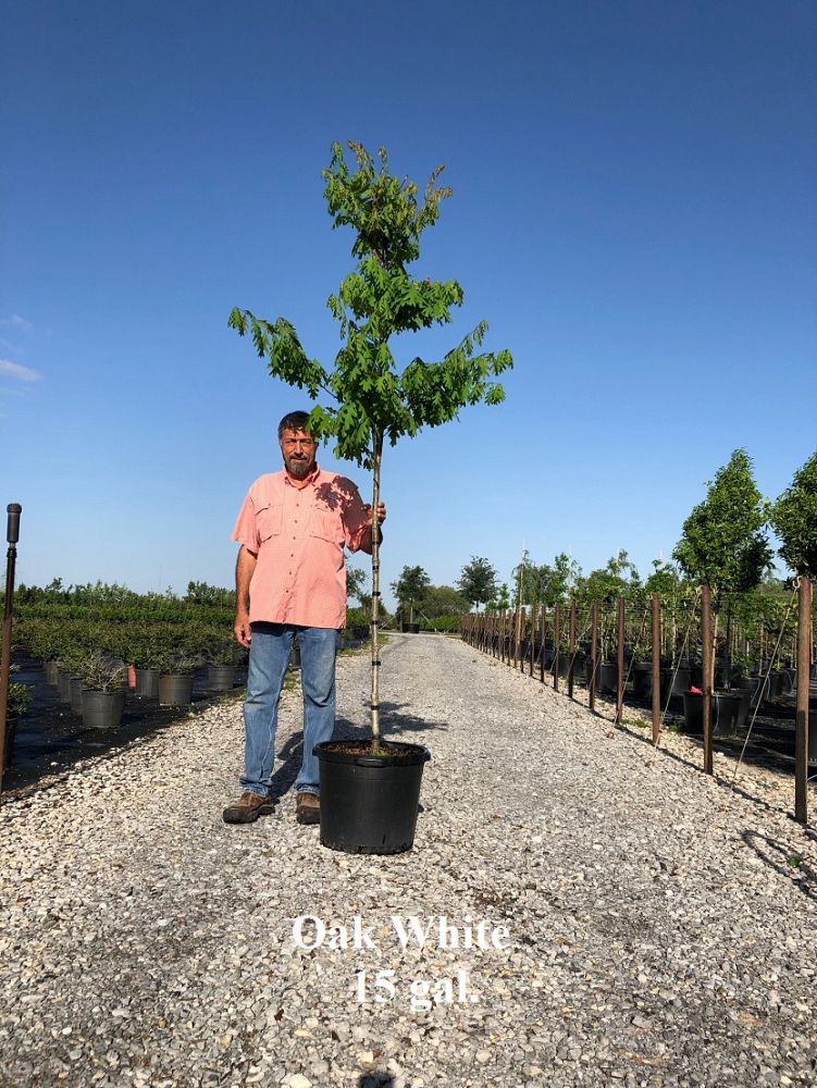 quercus-bicolor-swamp-white-oak