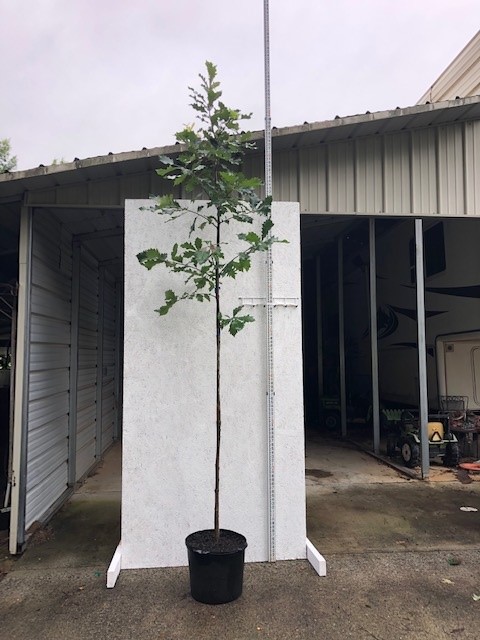 quercus-bicolor-swamp-white-oak