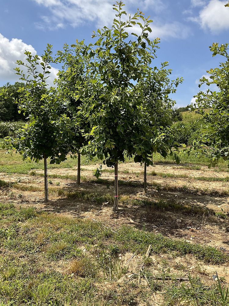 quercus-bicolor-swamp-white-oak