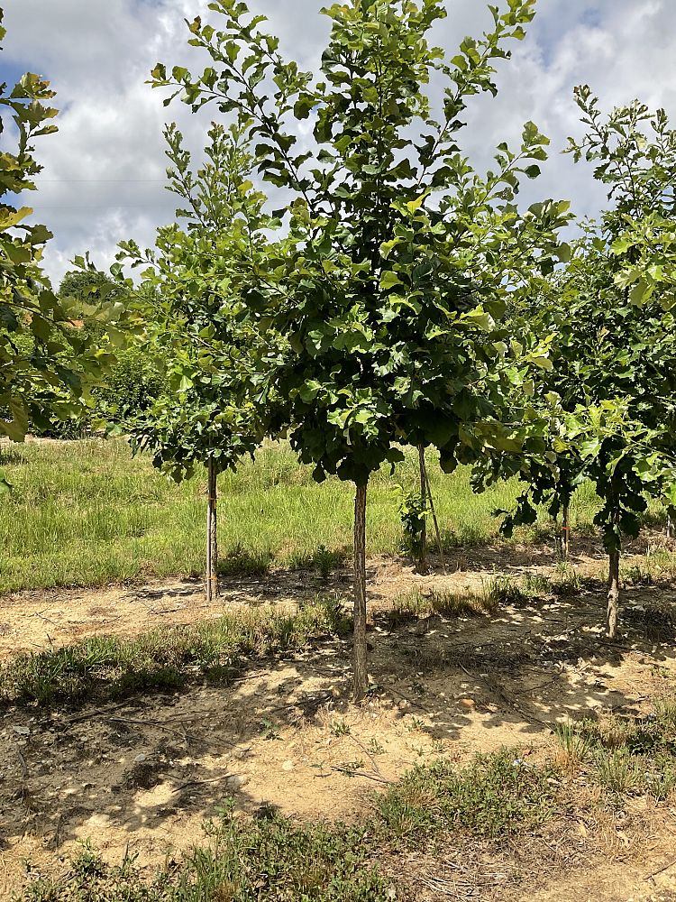 quercus-bicolor-swamp-white-oak