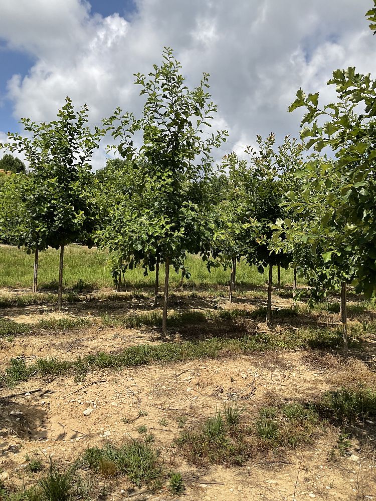quercus-bicolor-swamp-white-oak