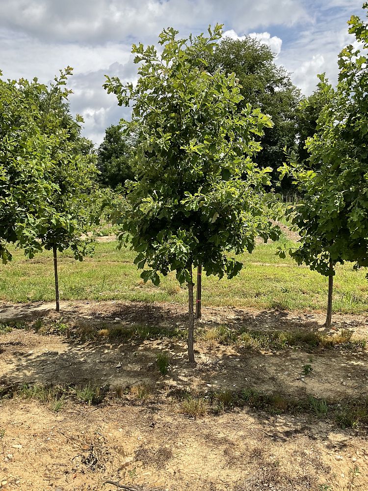 quercus-bicolor-swamp-white-oak