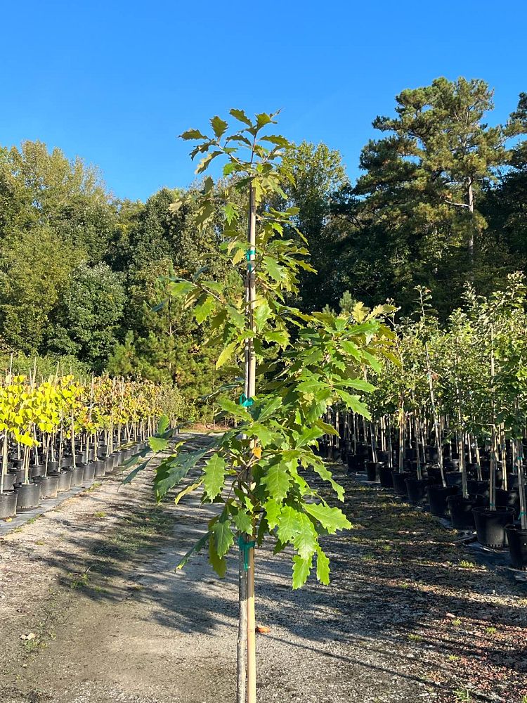 quercus-bicolor-swamp-white-oak