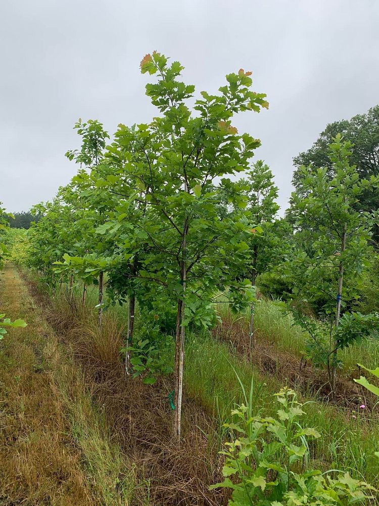 quercus-bicolor-swamp-white-oak