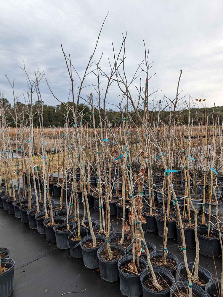 quercus-bicolor-swamp-white-oak