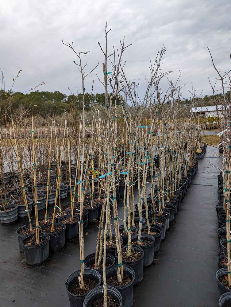 quercus-bicolor-swamp-white-oak