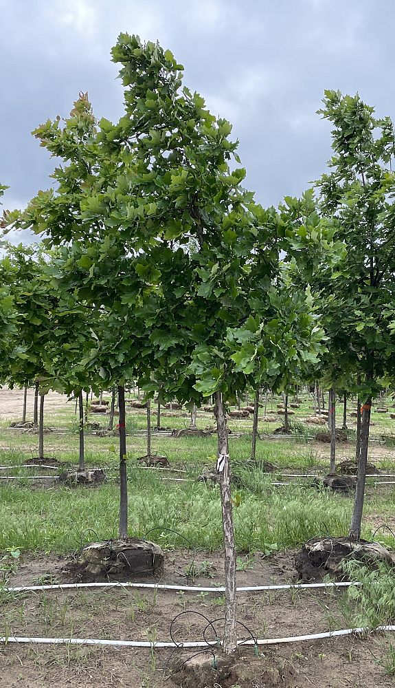 quercus-bicolor-swamp-white-oak