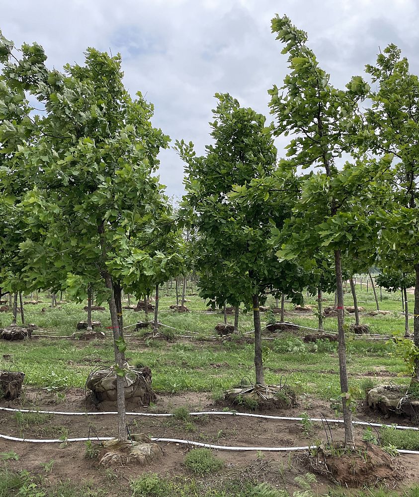 quercus-bicolor-swamp-white-oak