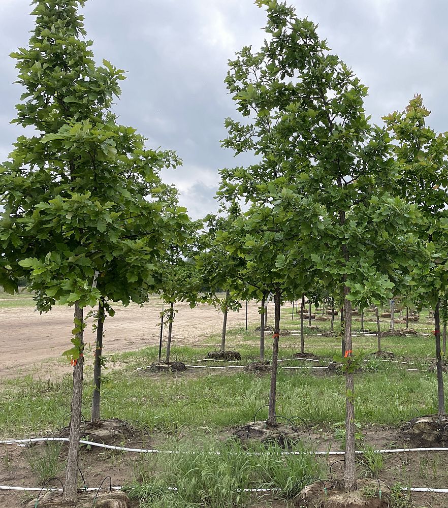 quercus-bicolor-swamp-white-oak