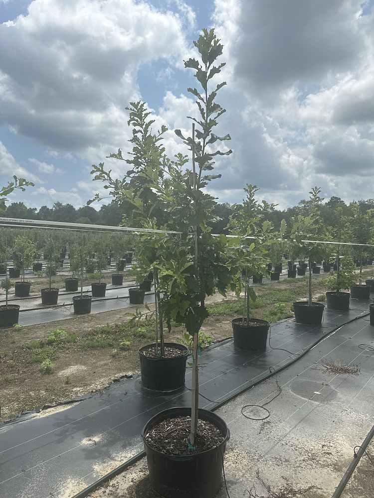 quercus-bicolor-swamp-white-oak
