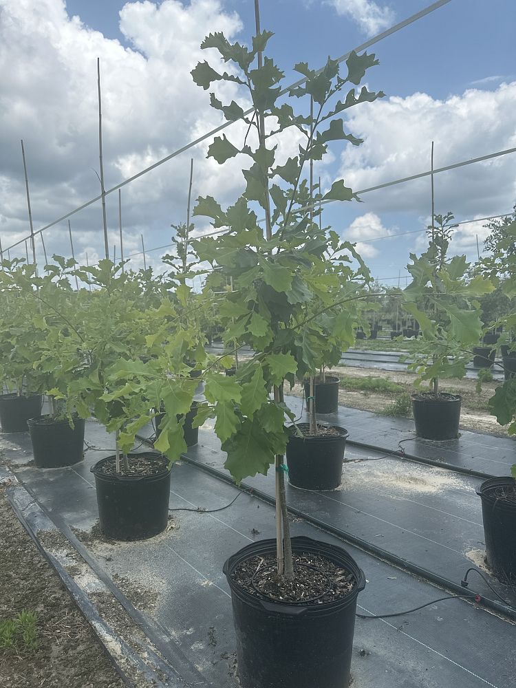 quercus-bicolor-swamp-white-oak