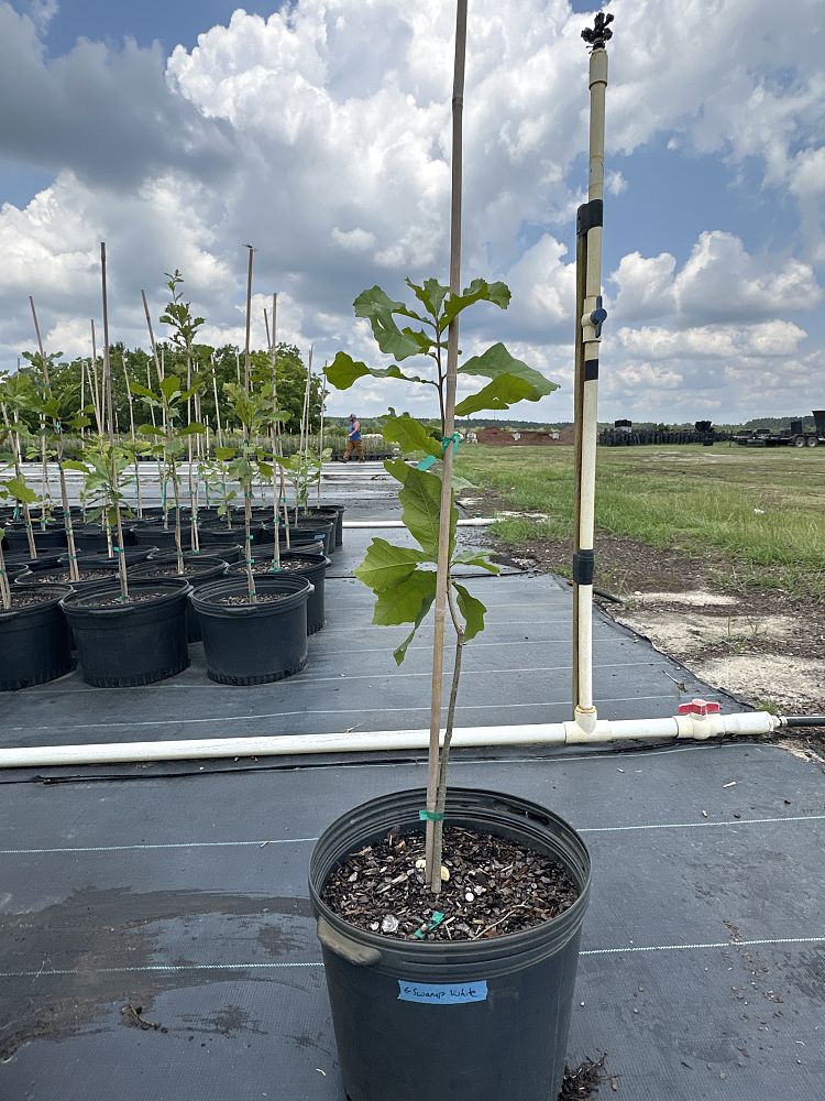 quercus-bicolor-swamp-white-oak