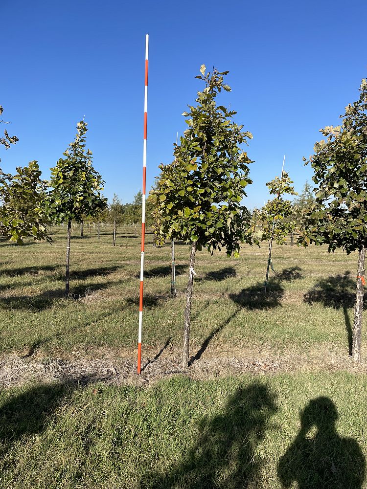 quercus-bicolor-swamp-white-oak