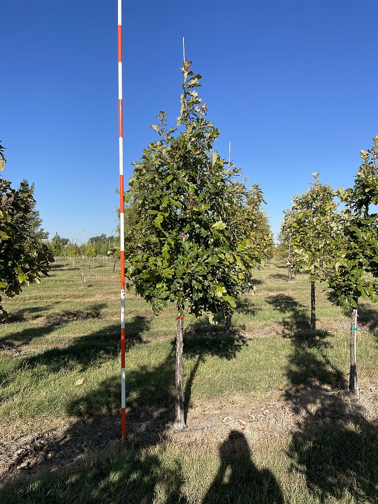 quercus-bicolor-swamp-white-oak