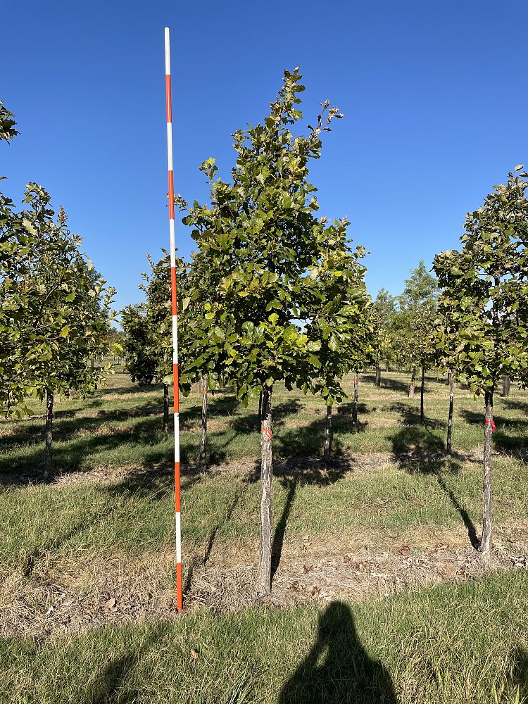 quercus-bicolor-swamp-white-oak